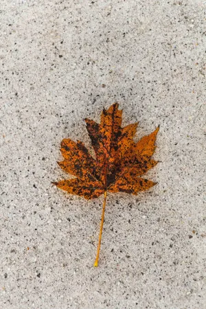 leaf