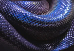 Snake skin